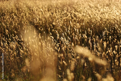 Background picture of a golden wheat field pictured at sunset. Harvest season of wheat and barley in Tasmania, Australia. Agriculture wallpaper with golden cereals.