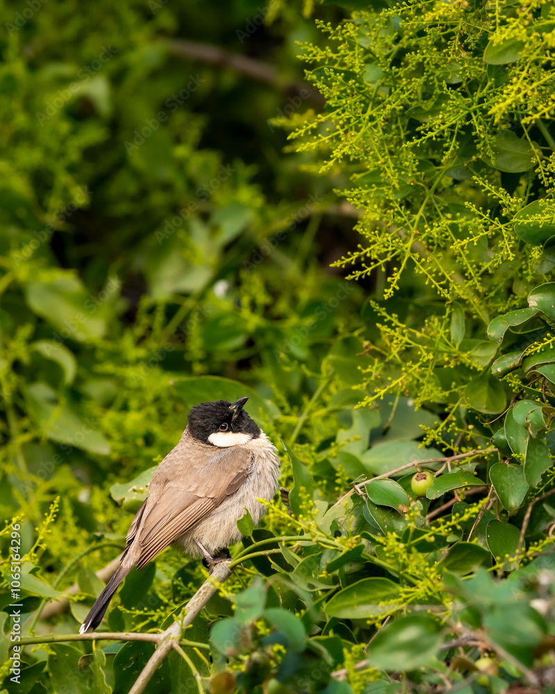 Obraz premium Himalayan bulbul or white cheeked bulbul or Pycnonotus leucogenys bird closeup or portait perched on branch in winter season safari at keoladeo national park bharatpur bird sanctuary rajasthan india