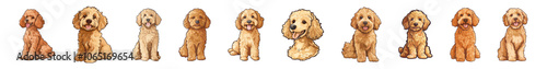 The collection of golden doodle dog. Set of goldendoodle dogs for graphic, content, etc. Cute golden labradoodle puppy. Vector illustration of a  dog. Vector of poodle dogs design.