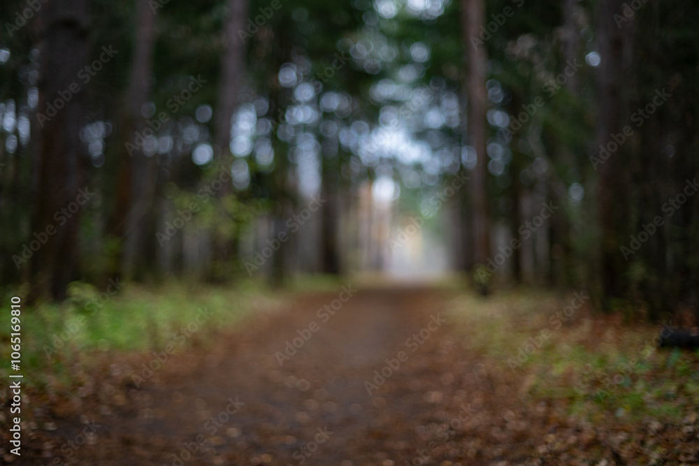 Fototapeta premium Blurred Forest Pathway. Autumn Leaves and Colors