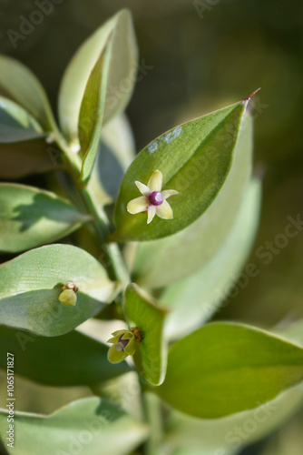 Wallpaper Mural Spiny butchers broom small flower Torontodigital.ca