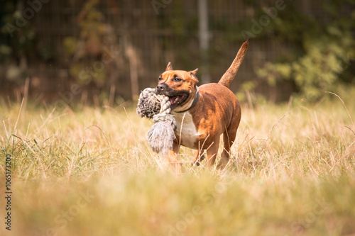 Hund Portrait Spielzeug rennen