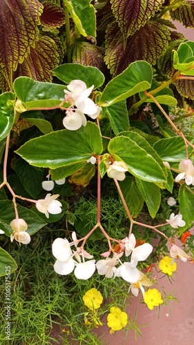 Jamaica wood sorrel, Bégonia blanc - Begonia minor - Begoniaceae, Bégoniacées photo