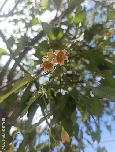 Kurrajong, Brachychiton à feuille de peuplier, Bolet superbe, Sterculier à feuilles de peuplier - Brachychiton populneus - Malvaceae, Malvacées photo