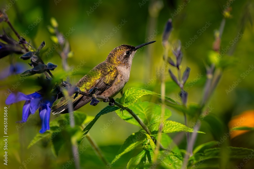 Naklejka premium Hummingbird perched amidst vibrant flowers