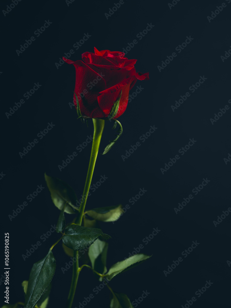 Obraz premium Beautiful red rose against a black background