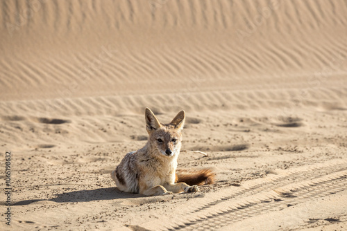 Namibia, Erongo Region, Walvis Bay, Sandwich Harbour, Black-backed Jackal (Canis mesomelas) photo