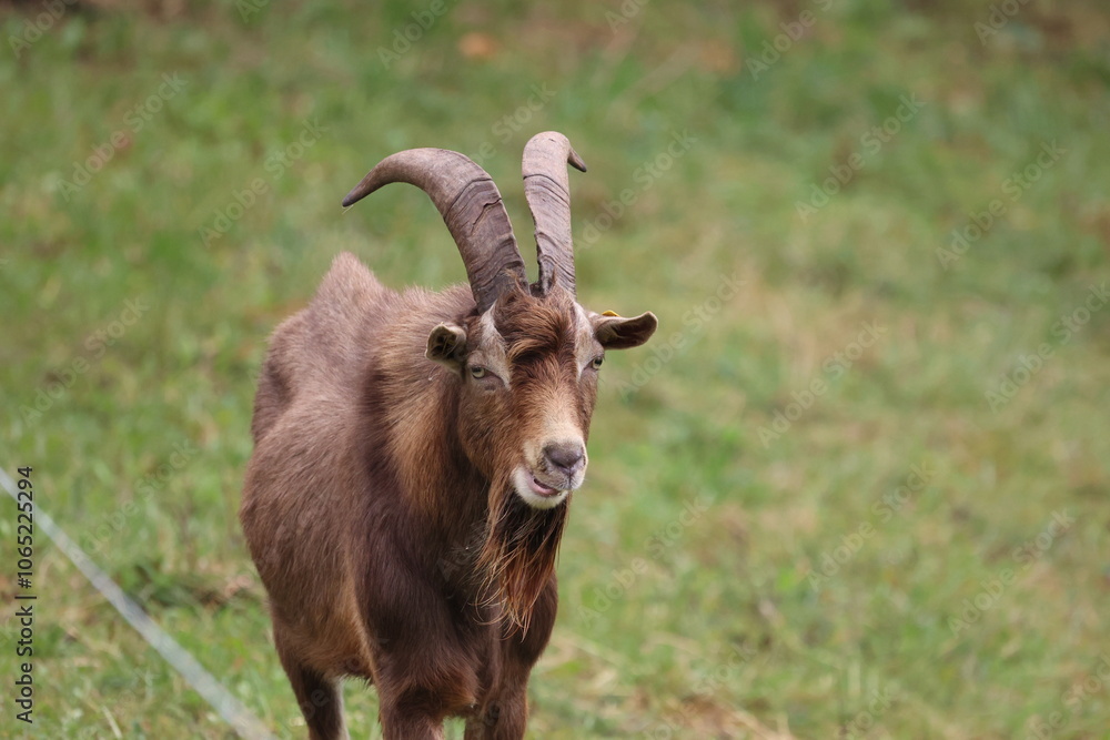 Fototapeta premium Lonely goat on a green meadow