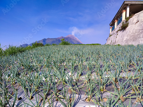 a fertile onion garden with neatly growing onion plants