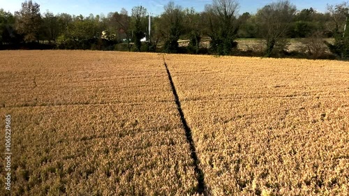 Drone high level fly over a mature paddy field, ready to harvest. Italy, Piedmont, Novara Province.