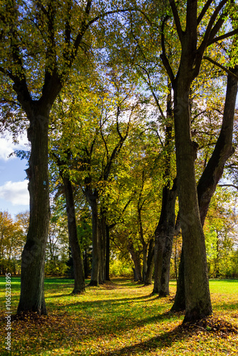 Jesień w Kurowie - Narwiański Park Narodowy - Podlasie, Polska