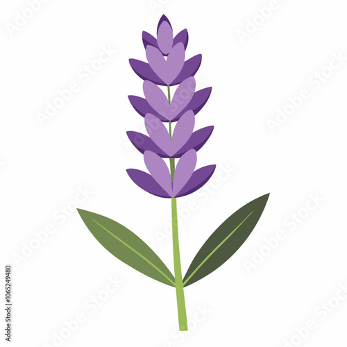 Lavender flower vector illustration on a white background