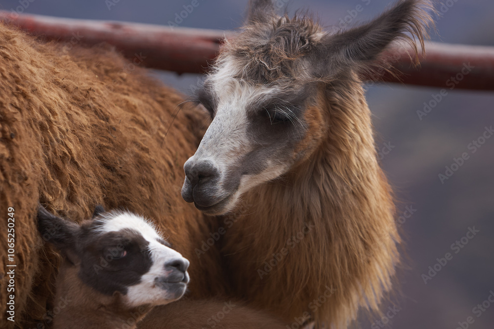 Fototapeta premium Meet the fluffiest little duo! Mama llama and her adorable calf, spreading joy one fuzzy snuggle at a time. Cusco Peru.