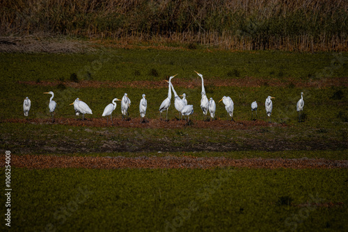 A flock of great egrets near the pond on a sunny fall day. Large white birds in wildlife. 