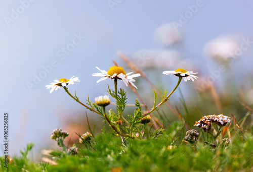 Canvas Print Oxeye daisy Leucanthemum vulgare wildflowers, closeup on three blooms growing wild