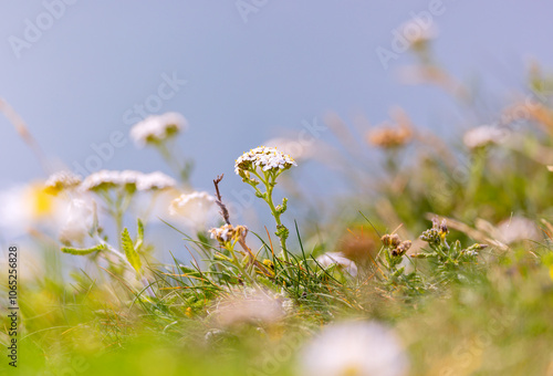 Photography Yarrow flowers, selective focus on centre bloom
