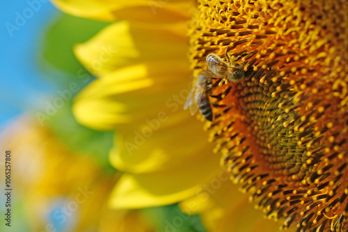 Bees works on beautiful yellow sunflower on the field