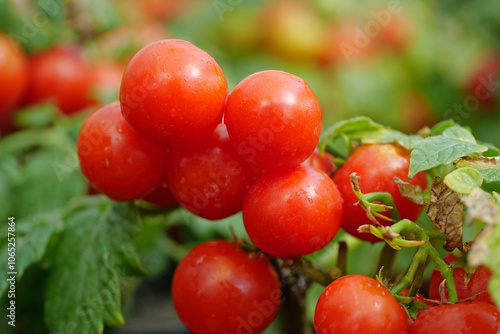 Red tomatoes grow in hothouse photo