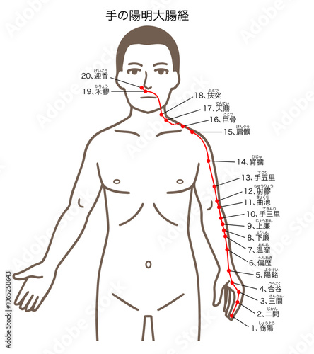 鍼灸の経穴、手の陽明大腸経、ツボのイラスト