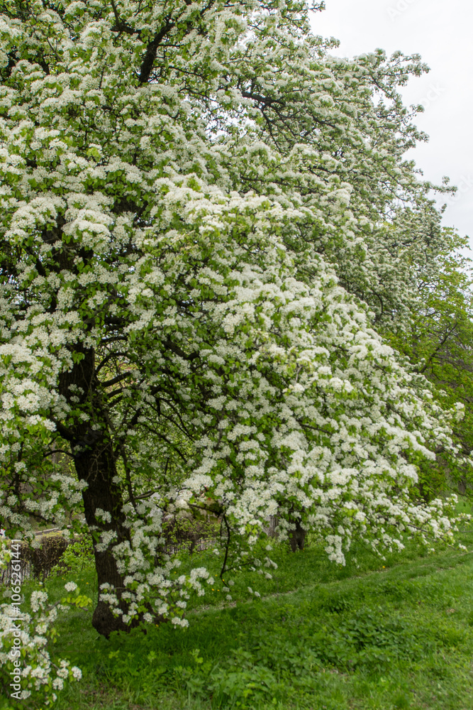Fototapeta premium Pear blossom. White buds. Fruit tree flower. Spring nature tree