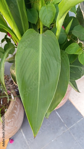 Canna × hybrida - Canna Lily - Balisier hybride, Canna de jardin - Cannaceae - Cannacées photo