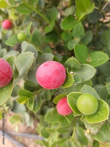 Natal plum, Prunier du Natal, num num, Amathungulu - Carissa Macrocarpa - Apocynaceae, Apocynacées photo