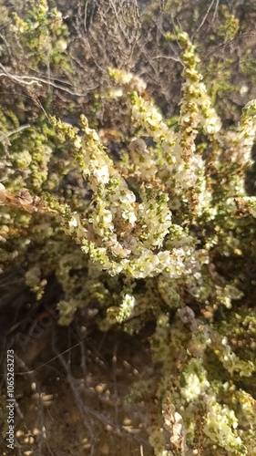 Mediterranean saltwort, Soude vermiculée, Salsola vermiculeuse, Soude jaunâtre - Caroxylon vermiculatum, Salsola vermiculata, Nitrosalsola vermiculata - Amaranthaceae, Amaranthacées photo