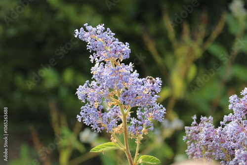 New Jersey tea, Mountainsweet, Céanothe d'Amérique - Ceanothus americanus - Rhamnaceae, Rhamnacées photo