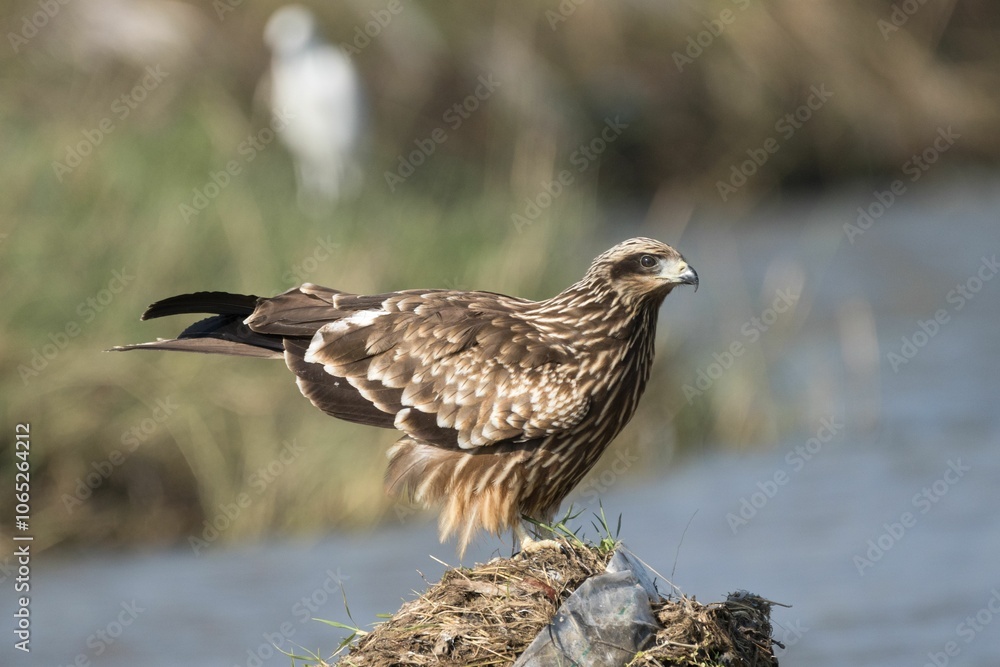 Obraz premium Black kite perched on a mound near a riverbank, with blurred grass in the background