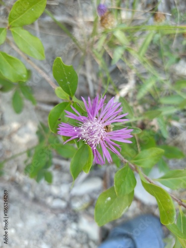 Brown knapweed, Brownray knapweed, Bleuet rose, Ambrette, Centaurée jacée - Centaurea jacea - Asteraceae, Astéracées photo