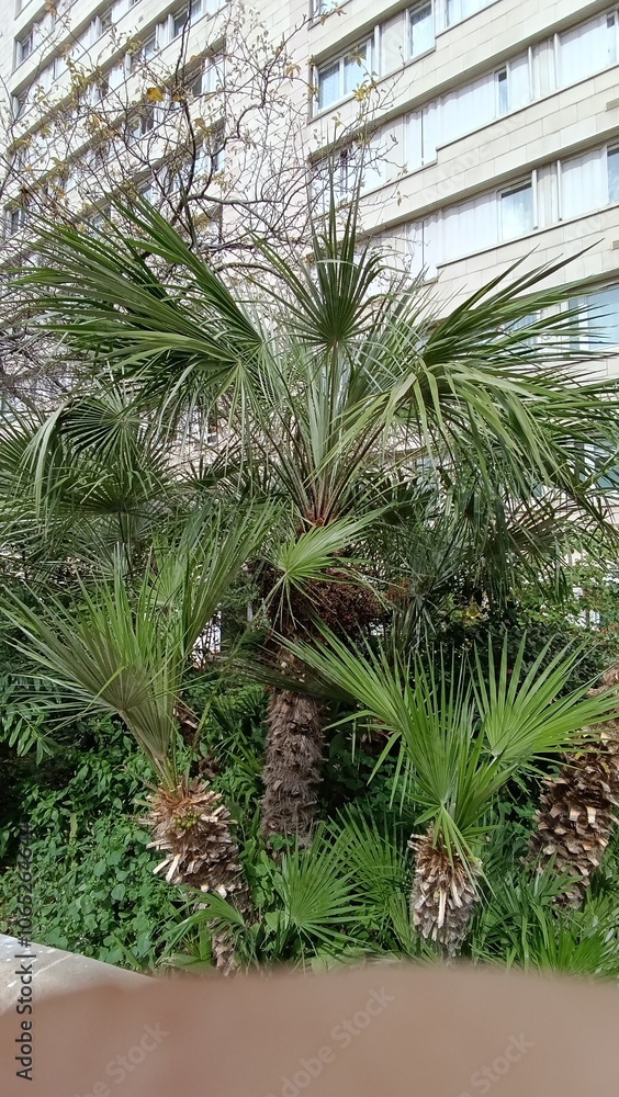 Fototapeta premium European Fan-palm, Europese Dwergpalm, Palma chiquita, Palmier doum, Chamaerops nain, Bargalló, Cefaglione - Chamaerops Humilis, Chamaeriphes Major - Arecaceae, Arécacées