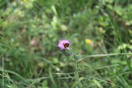 Spear thistle, Cirse commun, Cirse à feuilles lancéolées - Cirsium vulgare - Asteraceae, Astéracées photo