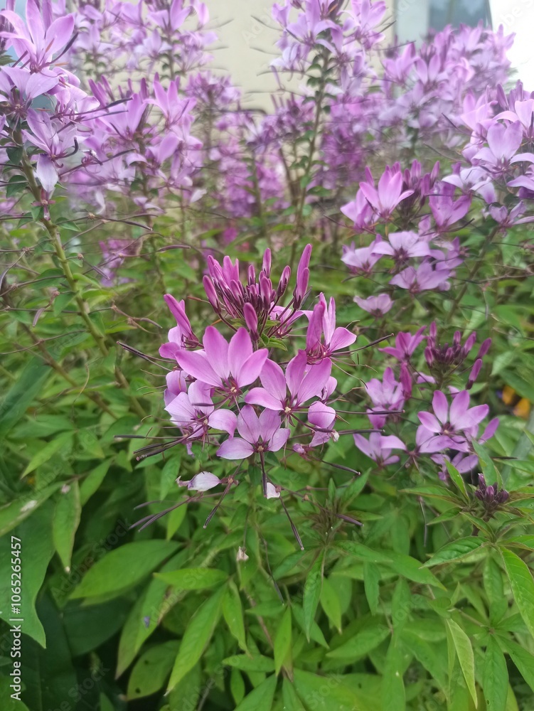 Obraz premium spider flower, spider plant, pink queen, Cléome à feuilles de chanvre - Cleome houtteana - Cleomaceae, Cléomacées