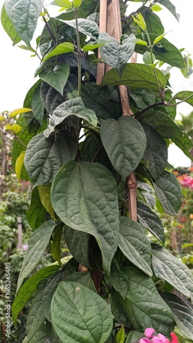 Java Glory Vine, Red Bleeding Heart, Clérodendrons hybride - Clerodendrum × speciosum - Lamiaceae, Lamiacées