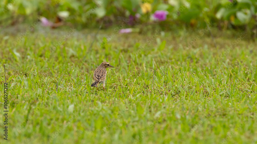 Fototapeta premium Paddyfield Pipit Bird in Penang Island Malaysia.The paddyfield pipit or Oriental pipit[2] (Anthus rufulus) is a small passerine bird in the pipit and wagtail family. 