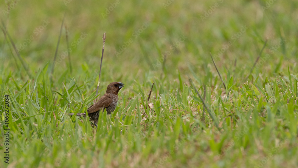 Obraz premium Scaly Breasted Munia bird in Penang Island Malaysia.The scaly-breasted munia or spotted munia (Lonchura punctulata), known in the pet trade as nutmeg mannikin or spice finch.