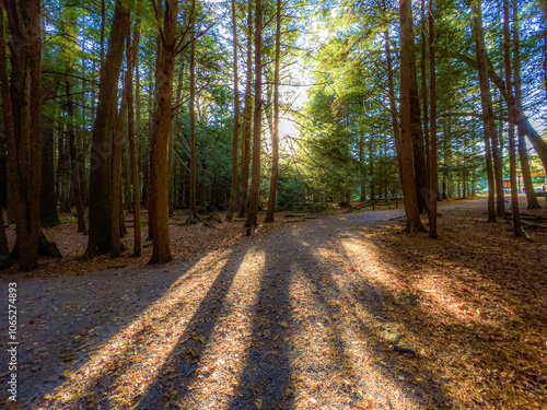 Sunlit Forest Path in Shallow Falls State Park