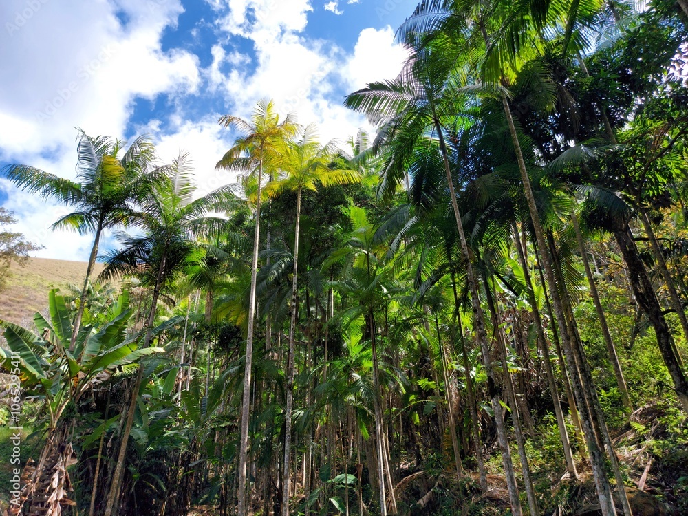 custom made wallpaper toronto digitalpalm trees