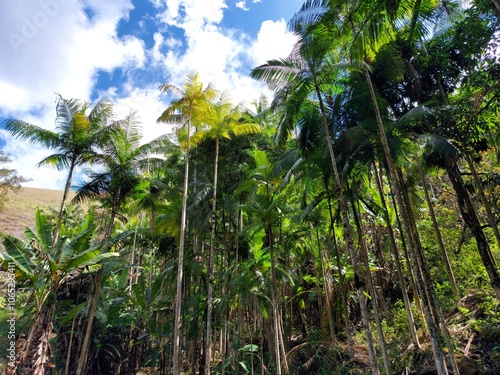 Wallpaper Mural palm trees Torontodigital.ca