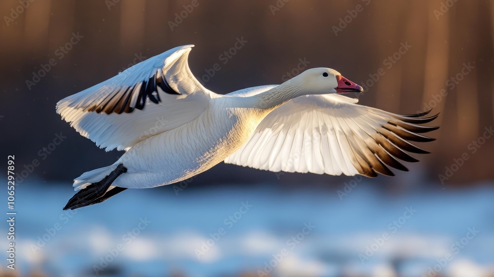 Obraz premium Snow goose flying with outstretched wings in winter