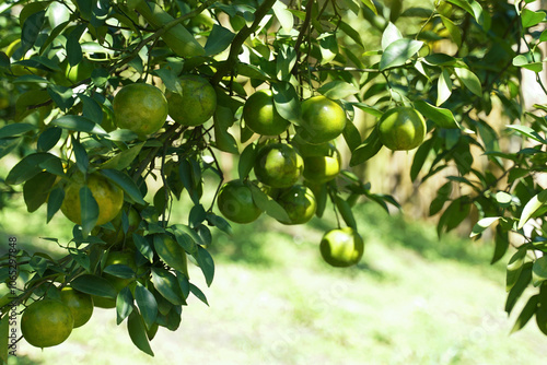 Fotografía organic orange garden Plant Honey Suckle oranges, which are high in vitamin C