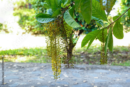 Lophanthera lactescens is a perennial plant that flowers in long clusters. Many flowers arranged closely together in an orderly manner. Yellow flowers with 5 sepals. photo