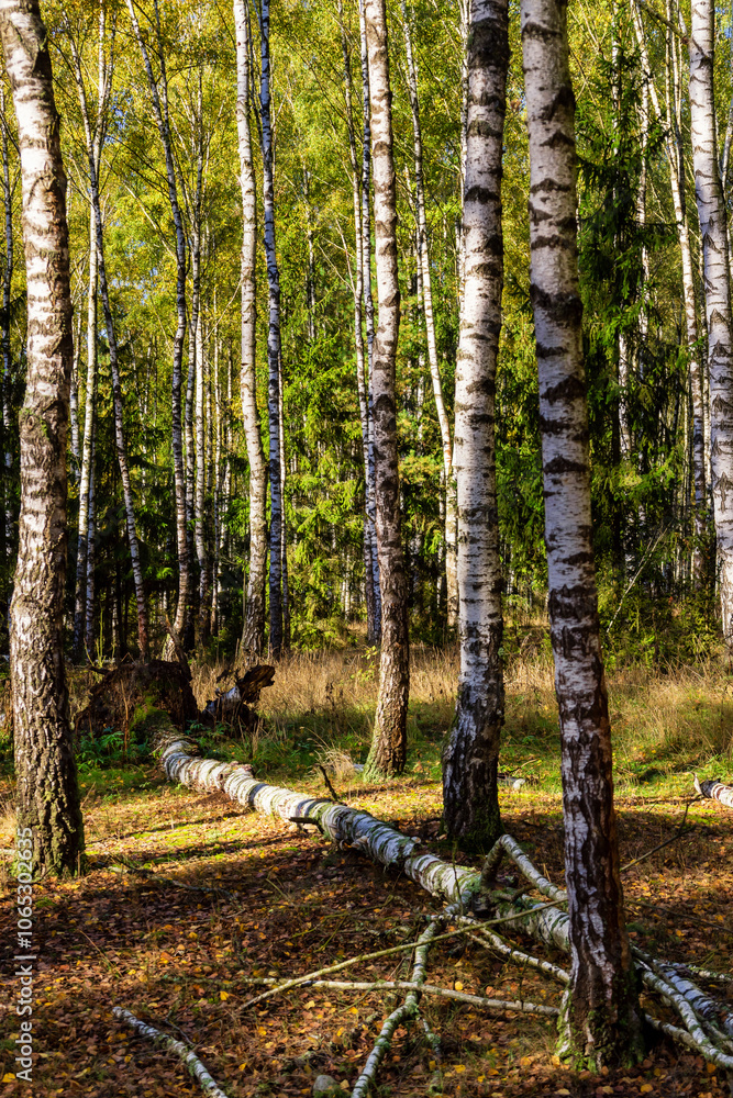 Kolorowa jesień w brzozowym zagajniku, Podlasie, Polska