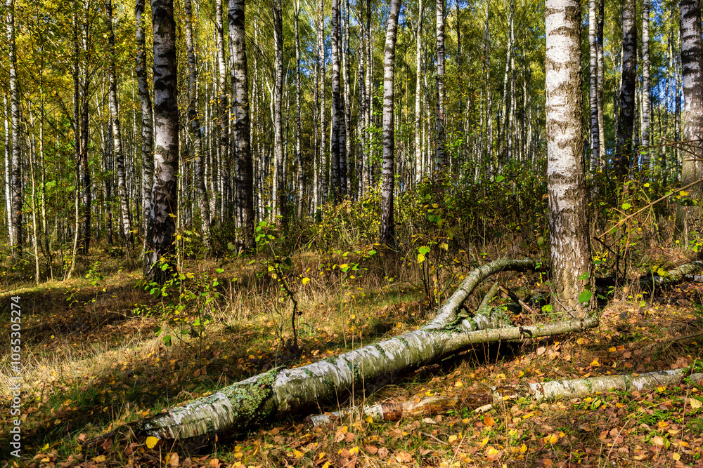 Kolorowa jesień w brzozowym zagajniku, Podlasie, Polska