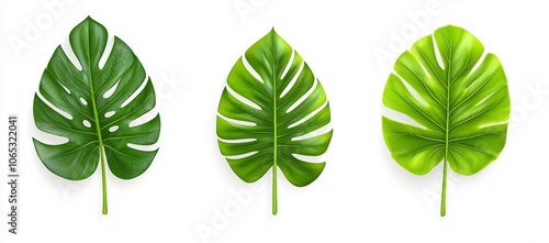 An isolated tropical palm leaf. Modern monstera plant leaves set. Summer realistic jungle branch collection. Room decor with natural philodendrons and rhopalostylis. photo