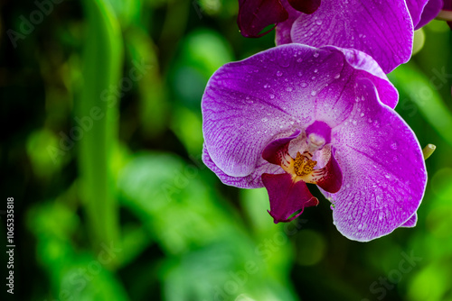 Flower in Chenshan Botanical Garden, Songjiang District, Shanghai, China photo