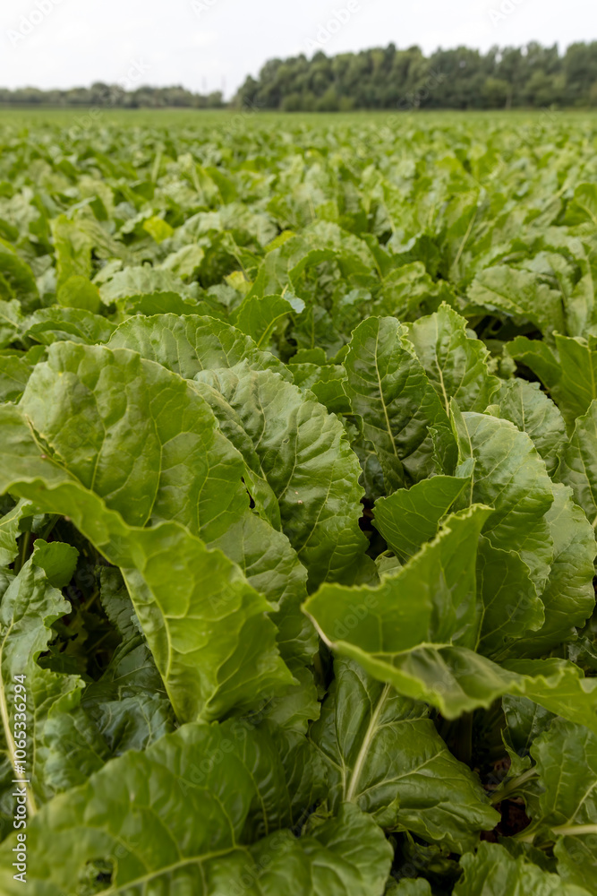 Naklejka premium agricultural field with green beets