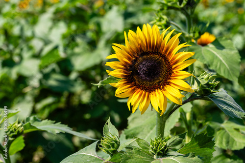 Flower in Chenshan Botanical Garden, Songjiang District, Shanghai, China photo