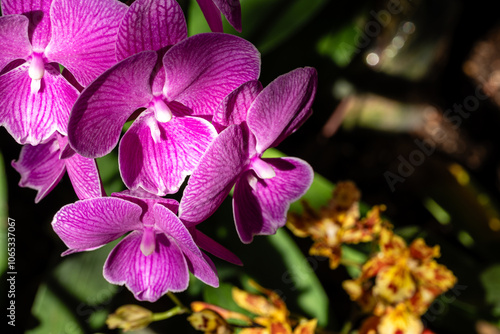 Canvas Print Flower in Chenshan Botanical Garden, Songjiang District, Shanghai, China