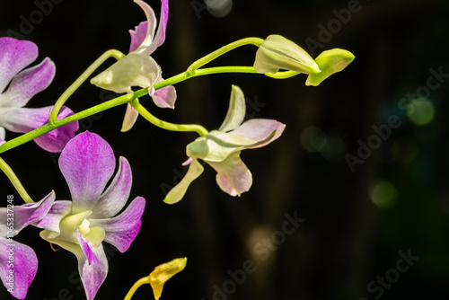 Photography Flower in Chenshan Botanical Garden, Songjiang District, Shanghai, China